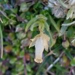 Cerastium pedunculatum Meyve