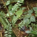 Asplenium barteri Folha