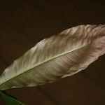 Quiina guianensis Leaf