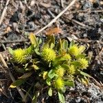 Polygala lutea Hoja