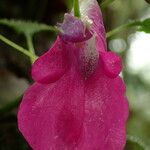 Impatiens mackeyana Flower