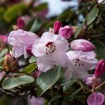 Rhododendron callimorphum Kvet