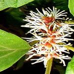 Pachysandra axillaris Blüte