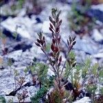Draba incana Hábito
