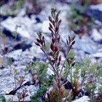 Draba incana Habitus