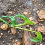 Commelina reptans Blad