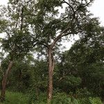 Combretum celastroides Habitus