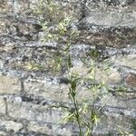 Arrhenatherum elatius Floro