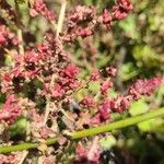 Atriplex prostrataFlower