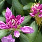 Rhododendron ponticum Máis