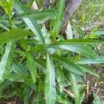 Nerium oleander पत्ता