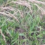 Calamagrostis canescens Folha