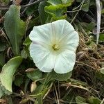 Calystegia macrostegia Õis