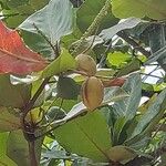 Terminalia catappa Fruit