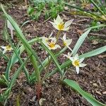 Tulipa turkestanica 整株植物