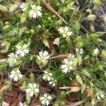 Cerastium diffusum Fula