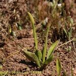 Ophioglossum azoricum Buveinė