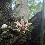 Theobroma cacao Blüte
