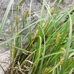 Carex hirta Blad