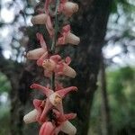 Guarea rhopalocarpa Flower