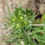 Androsace maxima Mbuma