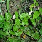 Rubus ursinus 葉