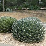 Agave victoriae-reginae Bark