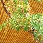 Juniperus rigida Lehti