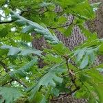 Quercus conferta Hoja