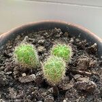 Echinocereus coccineus Листок