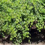 Vitis californica عادت داشتن