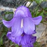 Campanula rotundifoliaFiore