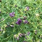 Medicago sativa موطن