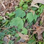 Hedera canariensisBlad