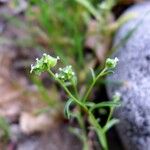 Cryptantha pterocarya Хабит