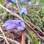 Polygala nicaeensis Fula