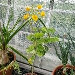 Caesalpinia pulcherrima आदत