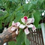 Bauhinia monandra Цвят