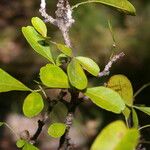 Trichilia trifolia Leaf