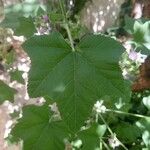 Malva nicaeensis Leaf