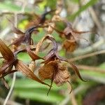 Oeoniella polystachys 花