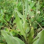 Inula oculus-christi 葉