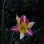 Hemerocallis fulvaЦвят