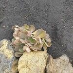 Aeonium valverdense 葉