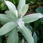 Helichrysum melaleucum Leaf