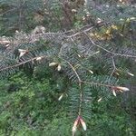 Abies balsamea 叶