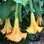 Brugmansia suaveolens Kukka