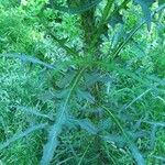 Cirsium palustre Leaf