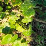 Cineraria geifolia Bark