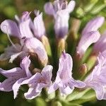 Ziziphora clinopodioides Flower